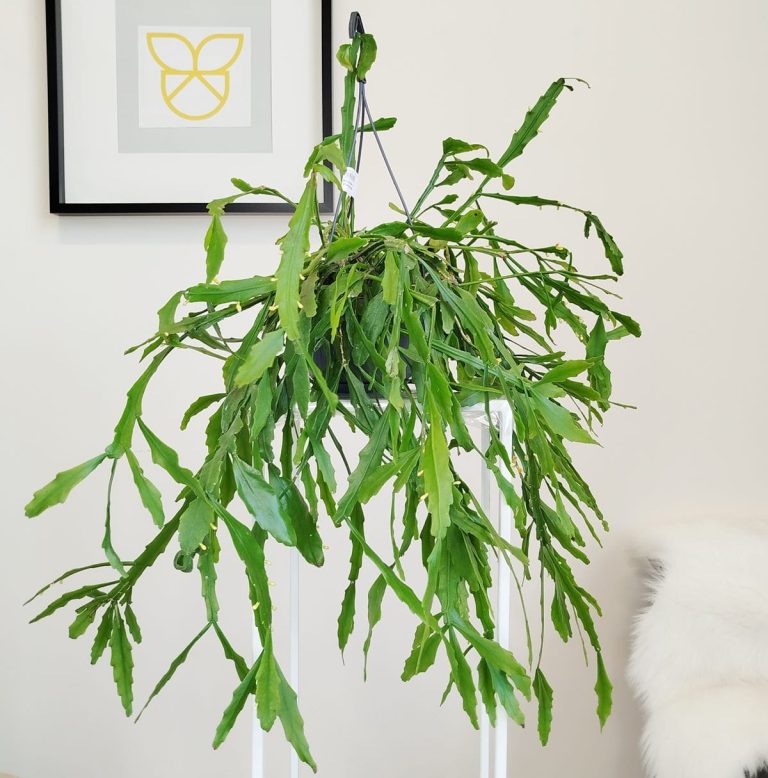 Patyczak, ripsalis (Rhipsalis Platyclada) 60cm