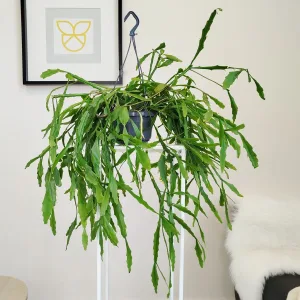 Patyczak, ripsalis (Rhipsalis Platyclada) 60cm