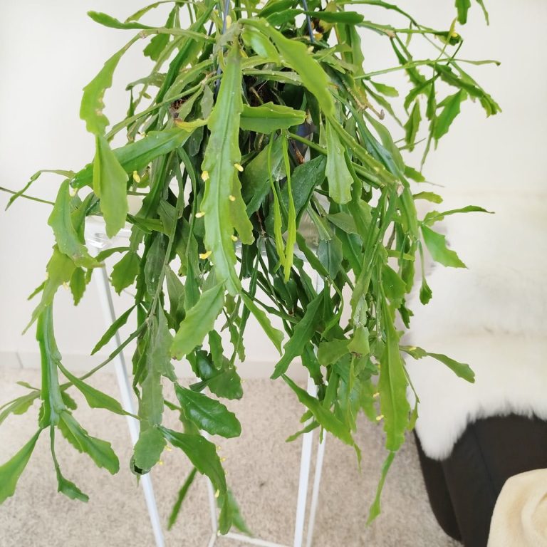 Patyczak, ripsalis (Rhipsalis Platyclada) 60cm