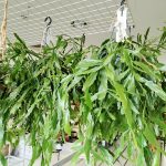 Patyczak, ripsalis (Rhipsalis Platyclada) 60cm