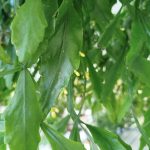 Patyczak, ripsalis (Rhipsalis Platyclada) 60cm