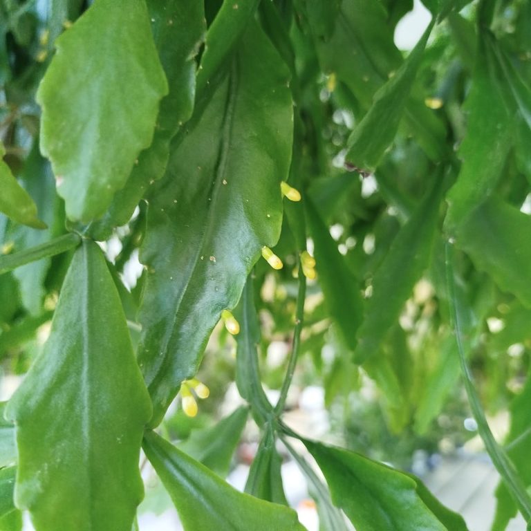 Patyczak, ripsalis (Rhipsalis Platyclada) 60cm
