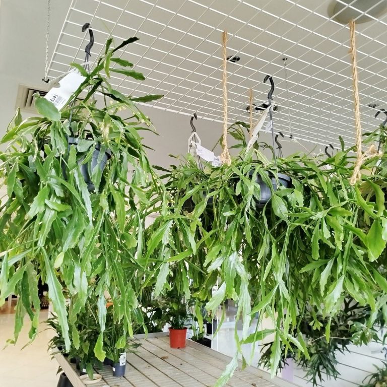 Patyczak, ripsalis (Rhipsalis Platyclada) 60cm