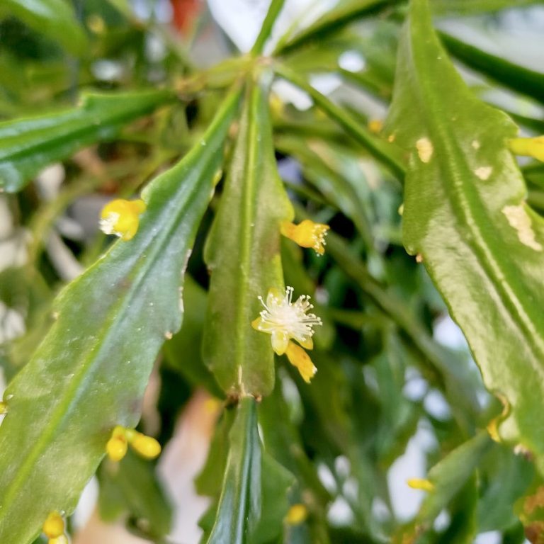 Patyczak, ripsalis (Rhipsalis Platyclada) 60cm