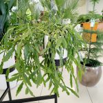 Patyczak, ripsalis (Rhipsalis Platyclada) 60cm