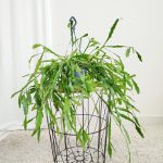 Patyczak, ripsalis (Rhipsalis Platyclada) 60cm