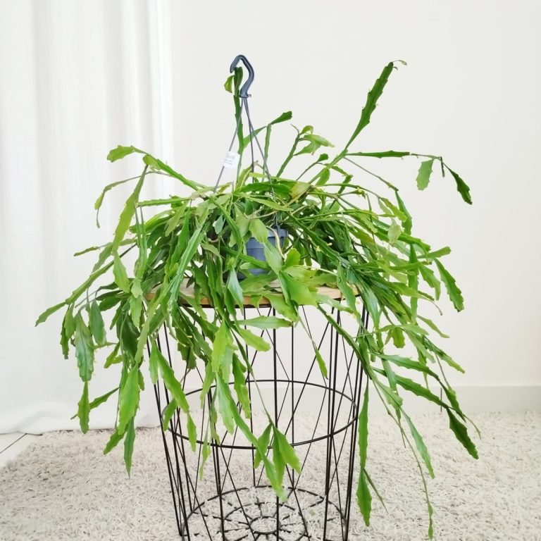 Patyczak, ripsalis (Rhipsalis Platyclada) 60cm