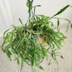 Patyczak, ripsalis (Rhipsalis Platyclada) 60cm