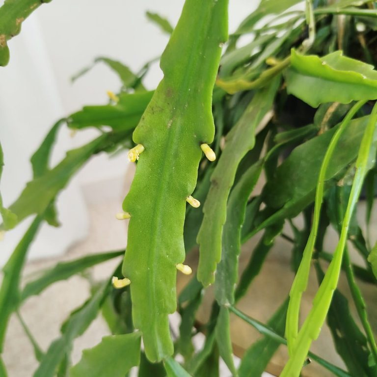 Patyczak, ripsalis (Rhipsalis Platyclada) 60cm