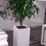 Rośliny doniczkowe- wizualizacja każdego wnętrza