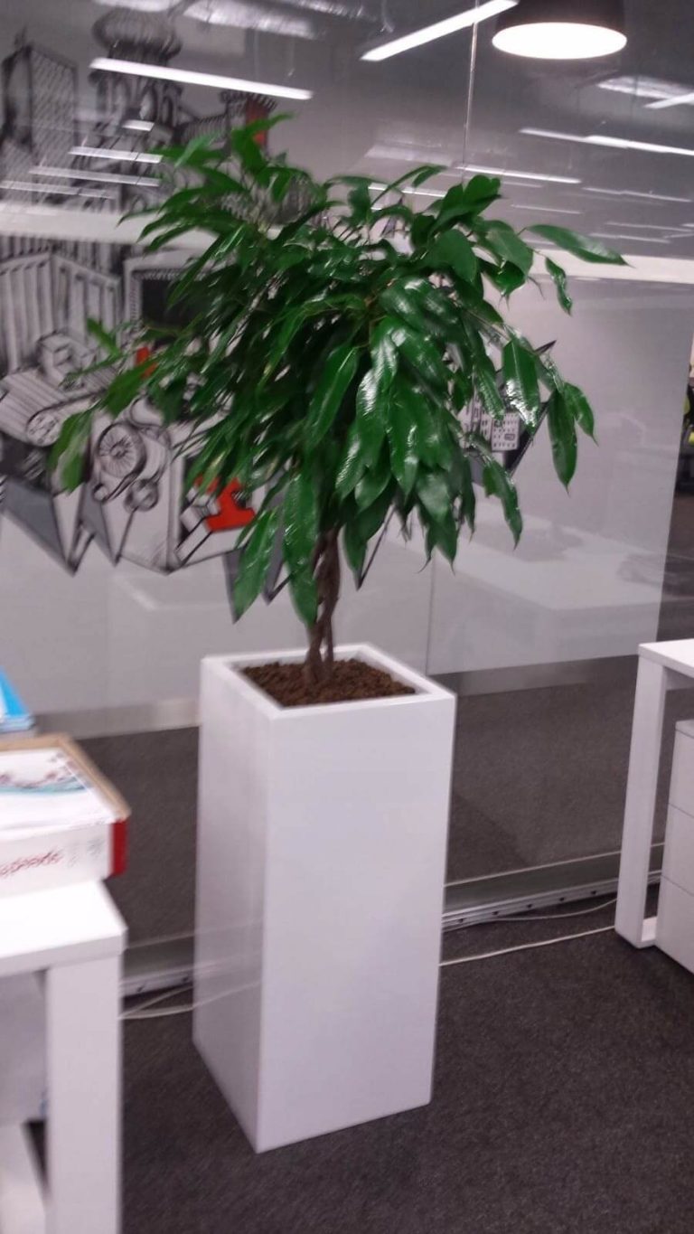 Rośliny doniczkowe- wizualizacja każdego wnętrza