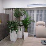 Rośliny doniczkowe- wizualizacja każdego wnętrza