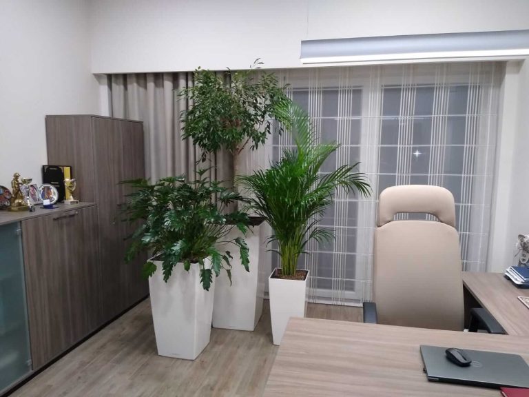 Rośliny doniczkowe- wizualizacja każdego wnętrza