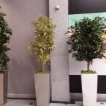 Rośliny doniczkowe- wizualizacja każdego wnętrza