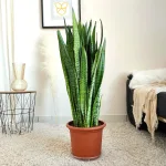 Sansewieria gwinejska (Sansevieria trifasciata 'Zelenica') 100cm