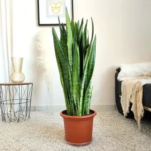 Sansewieria gwinejska (Sansevieria trifasciata 'Zelenica') 100cm