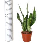Sansewieria gwinejska (Sansevieria trifasciata 'Zelenica') 25cm