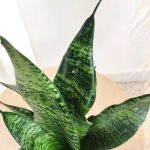 Sansewieria gwinejska (Sansevieria trifasciata 'Zelenica') 25cm