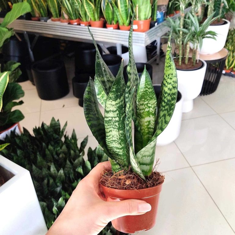 Sansewieria gwinejska (Sansevieria trifasciata 'Zelenica') 25cm