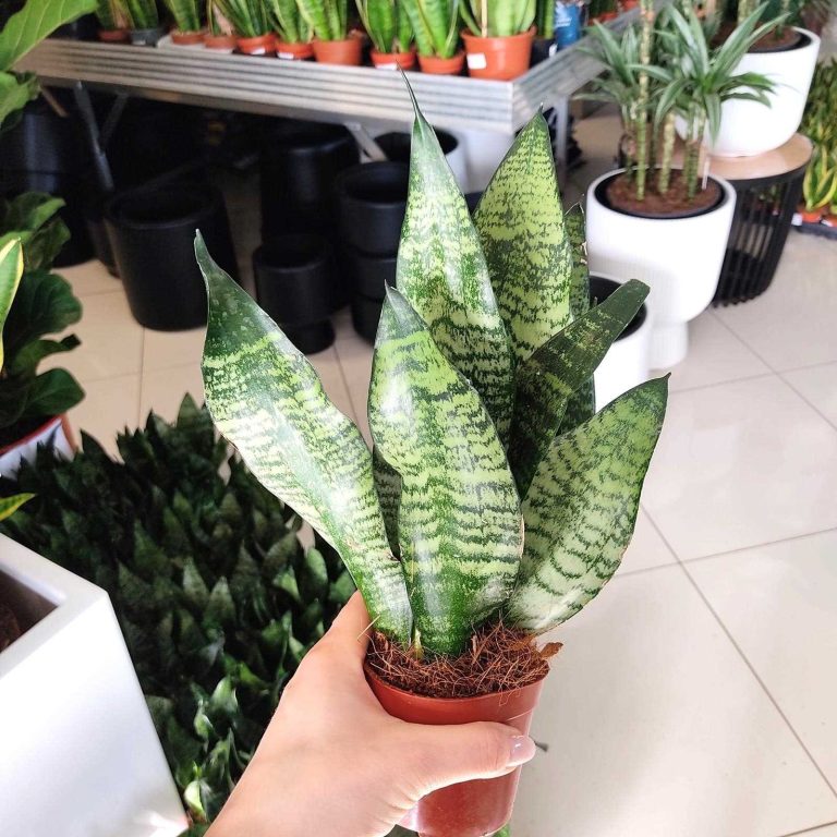 Sansewieria gwinejska (Sansevieria trifasciata 'Zelenica') 25cm