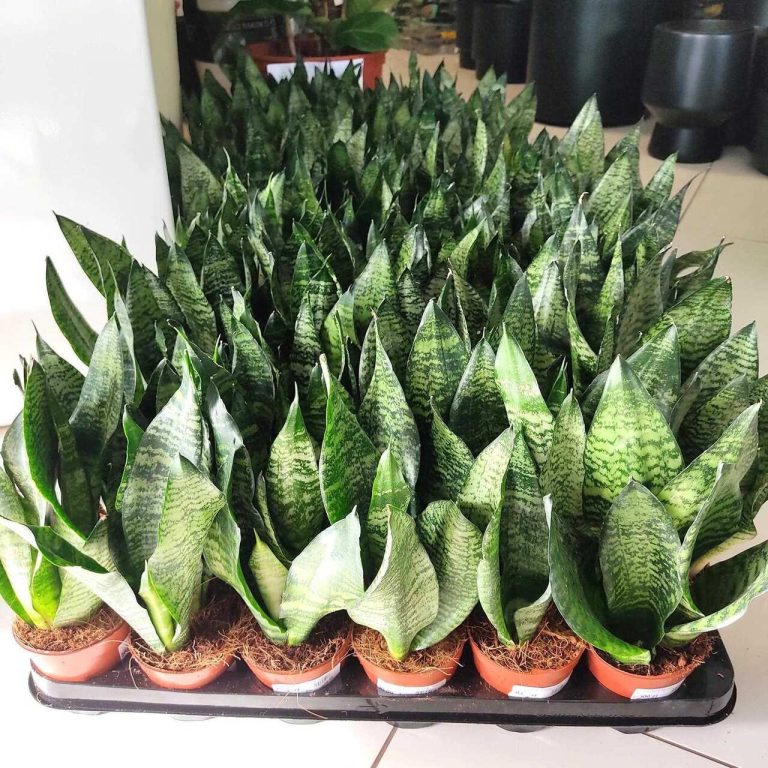Sansewieria gwinejska (Sansevieria trifasciata 'Zelenica') 25cm