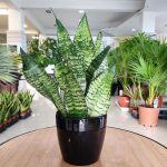 Sansewieria gwinejska (Sansevieria trifasciata 'Zelenica') 25cm