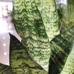 Sansewieria gwinejska (Sansevieria trifasciata 'Zelenica') 25cm