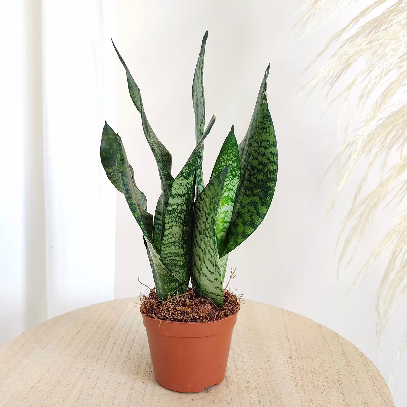 Sansewieria gwinejska (Sansevieria trifasciata 'Zelenica') 25-30cm