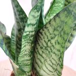 Sansewieria gwinejska (Sansevieria trifasciata 'Zelenica') 25cm