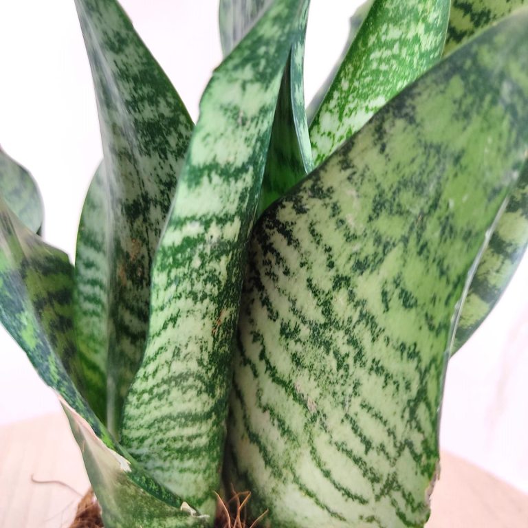 Sansewieria gwinejska (Sansevieria trifasciata 'Zelenica') 25cm
