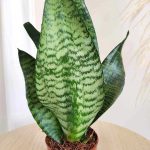 Sansewieria gwinejska (Sansevieria trifasciata 'Zelenica') 25cm