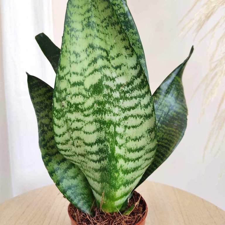 Sansewieria gwinejska (Sansevieria trifasciata 'Zelenica') 25cm