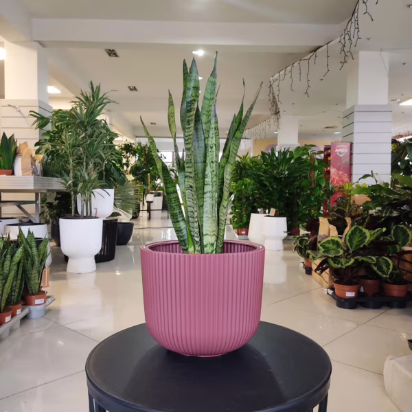 Sansewieria gwinejska (Sansevieria trifasciata 'Zelenica') 55-65cm