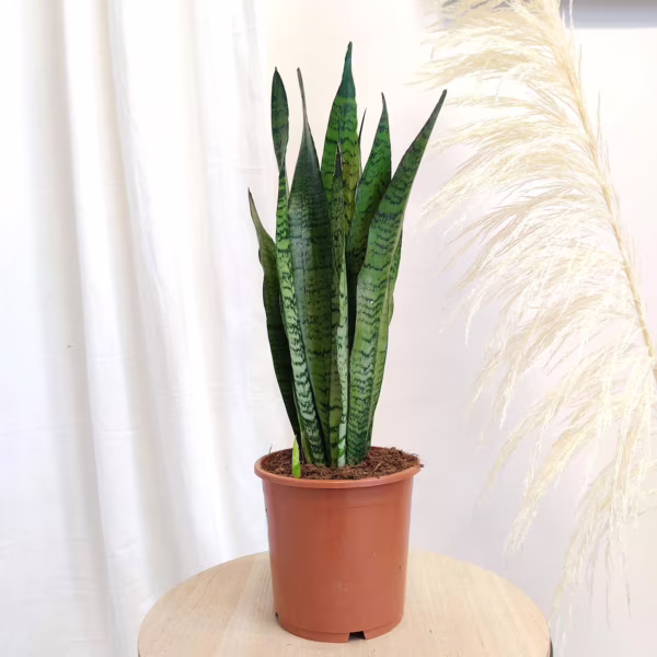 Sansewieria gwinejska (Sansevieria trifasciata 'Zelenica') 60cm