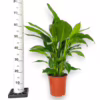 Skrzydłokwiat (Spathiphyllum ‘Sweet Lauretta’) 65-75cm
