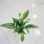 Skrzydłokwiat (Spathiphyllum 'Sweet Chico') 60cm