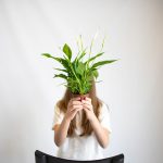 Skrzydłokwiat (Spatyphillum 'Pearl Cupido') 30cm