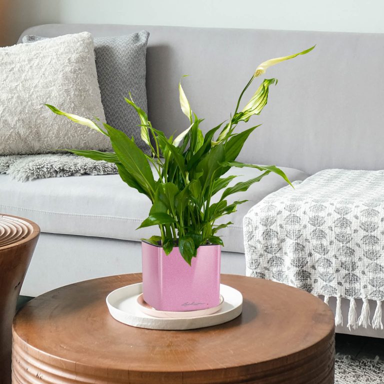 Skrzydłokwiat (Spatyphillum 'Pearl Cupido') 30cm