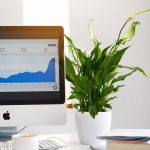 Skrzydłokwiat (Spatyphillum 'Pearl Cupido') 30cm