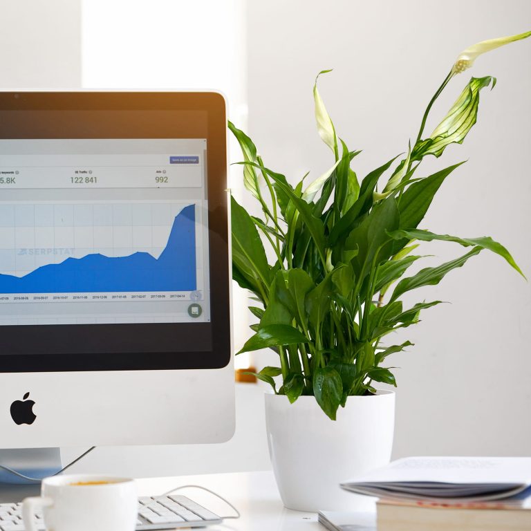 Skrzydłokwiat (Spatyphillum 'Pearl Cupido') 30cm