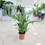 Skrzydłokwiat (Spathiphyllum 'Sweet Chico') 60cm