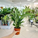 Skrzydłokwiat (Spathiphyllum 'Sweet Chico') 60cm