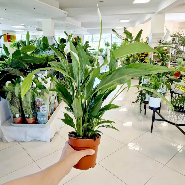 Skrzydłokwiat (Spathiphyllum 'Sweet Chico') 60cm