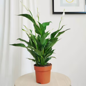Skrzydłokwiat (Spathiphyllum 'Sweet Curiosa') 50cm