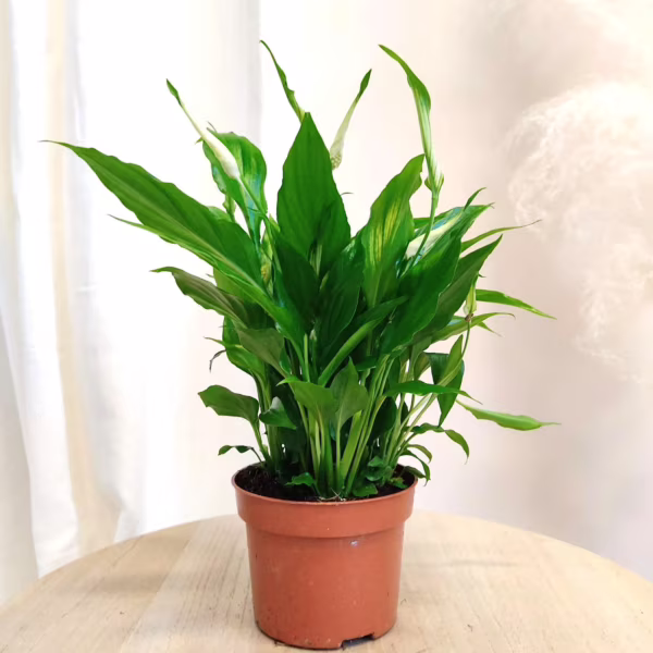 Skrzydłokwiat (Spatyphillum 'Chopin') 25cm