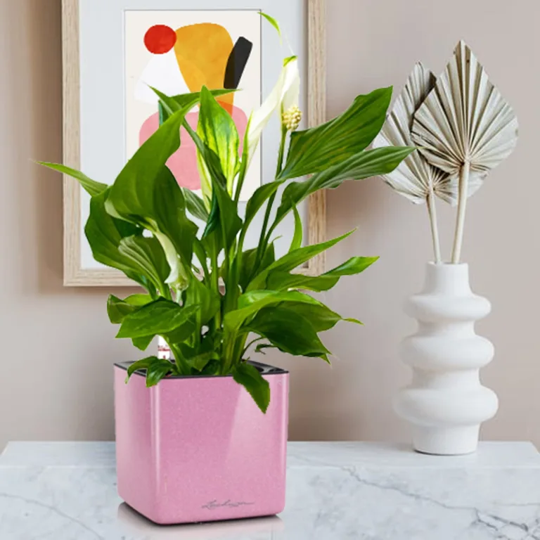 Skrzydłokwiat (Spathiphyllum 'Pearl Cupido) 25cm