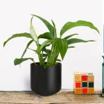 Skrzydłokwiat (Spathiphyllum 'Pearl Cupido) 25cm