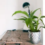 Skrzydłokwiat (Spathiphyllum 'Pearl Cupido) 25cm