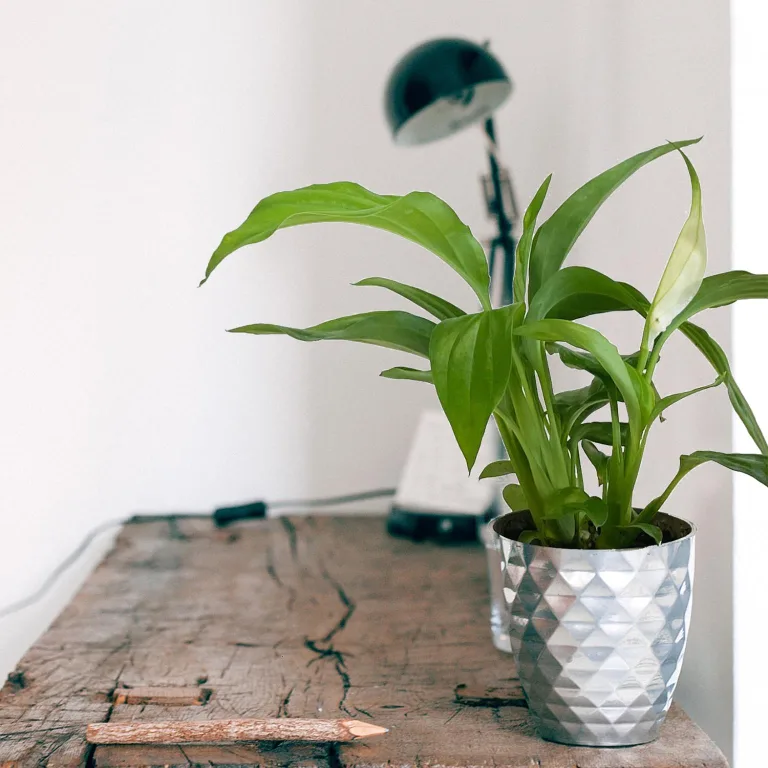 Skrzydłokwiat (Spathiphyllum 'Pearl Cupido) 25cm
