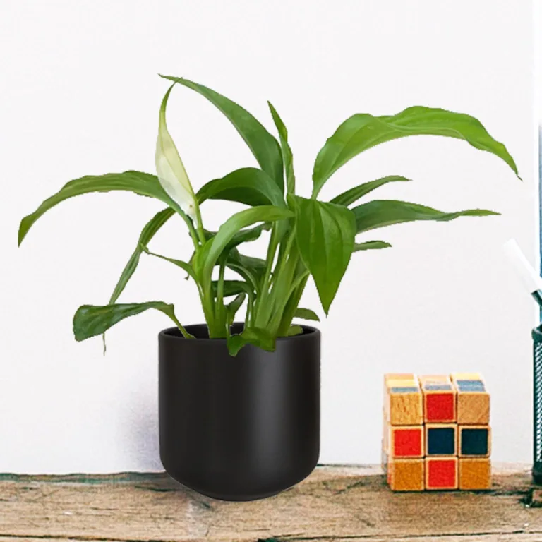 Skrzydłokwiat (Spathiphyllum 'Pearl Cupido) 25cm